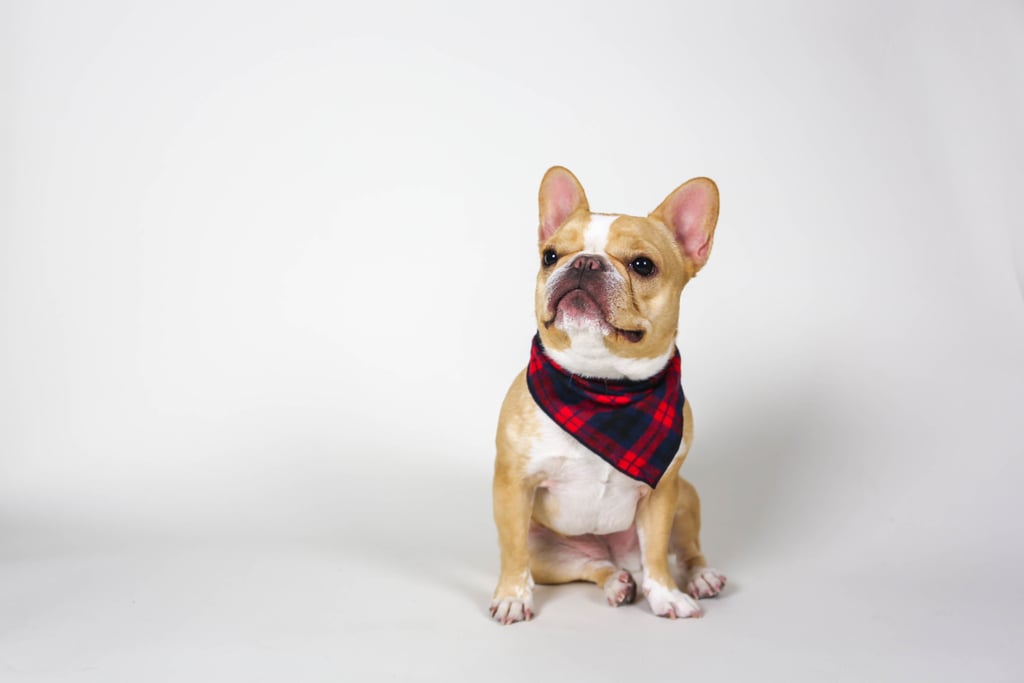 Donni Charm | Dog Scarf ($78)
Chloe: “Another combo of philanthropy and style — my fave. The proceeds from these chic scarves raise money for The Humane Society of New York.”