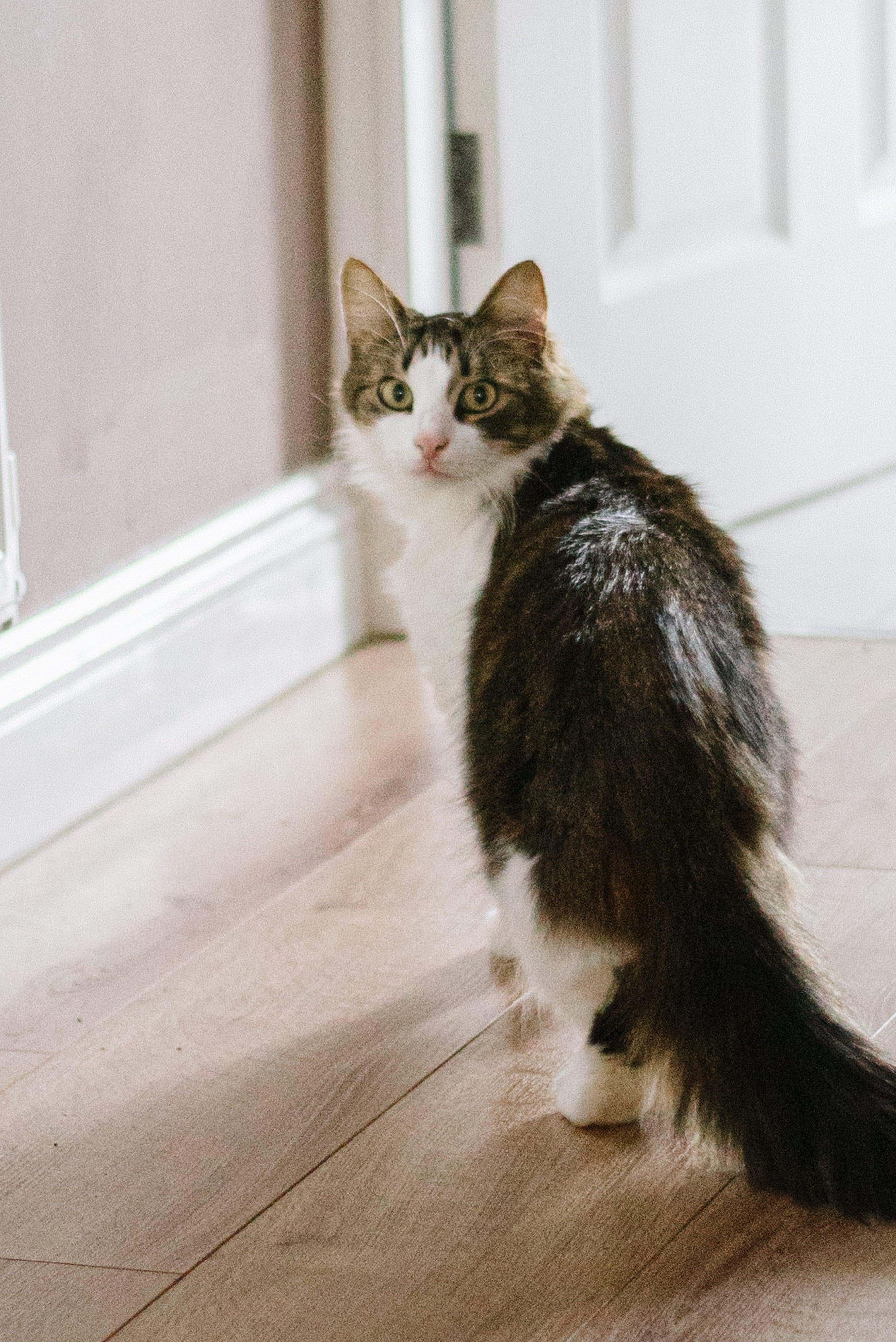 Why Does My Cat Wait for Me Outside of the Bathroom? POPSUGAR Pets