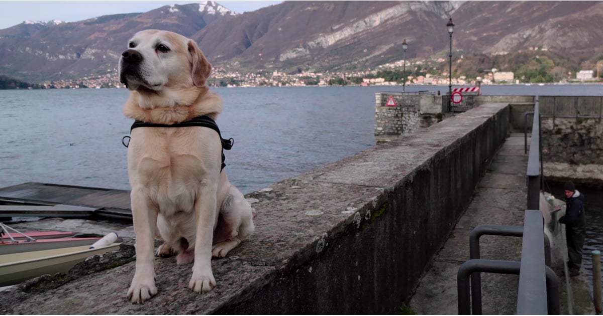 Netflix Dogs Documentary Trailer POPSUGAR Pets