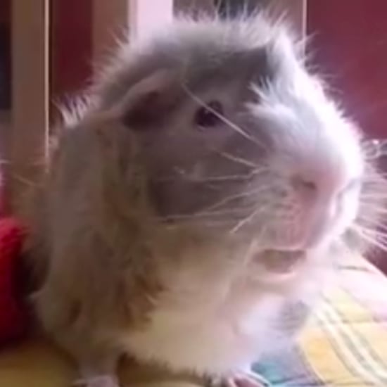 Guinea Pigs Talk About Pumpkin | Video