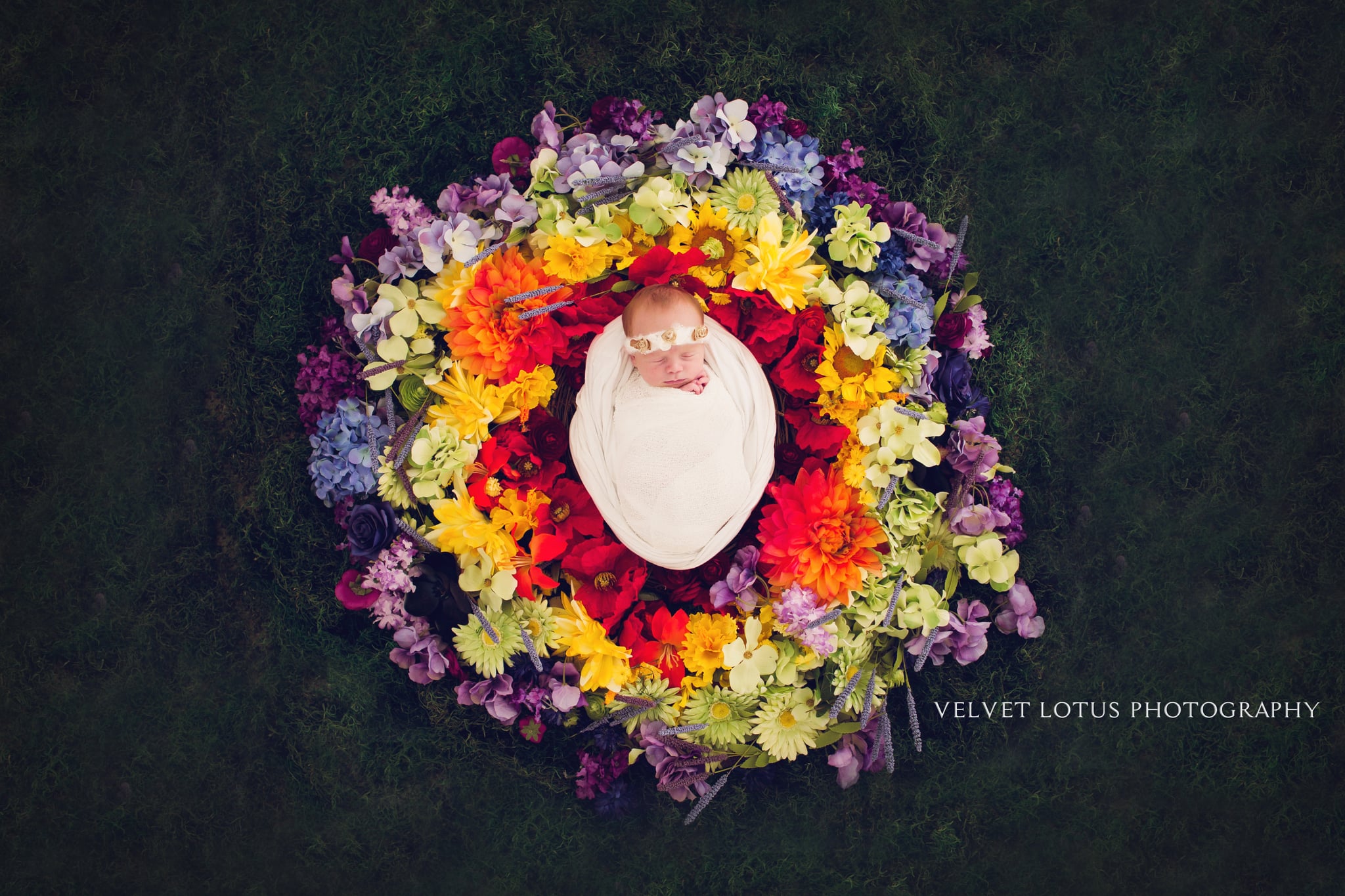 lotus baby photography