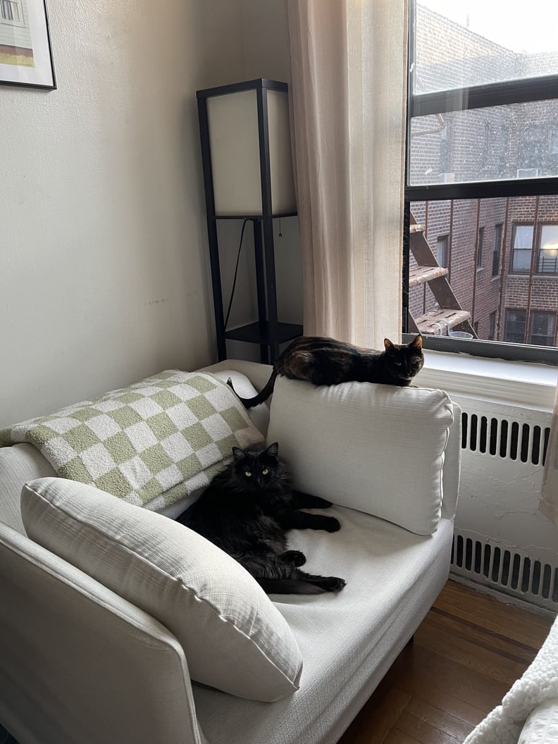 轻浮的层云扶手椅在房间的角落里半靠近窗户有两只猫。