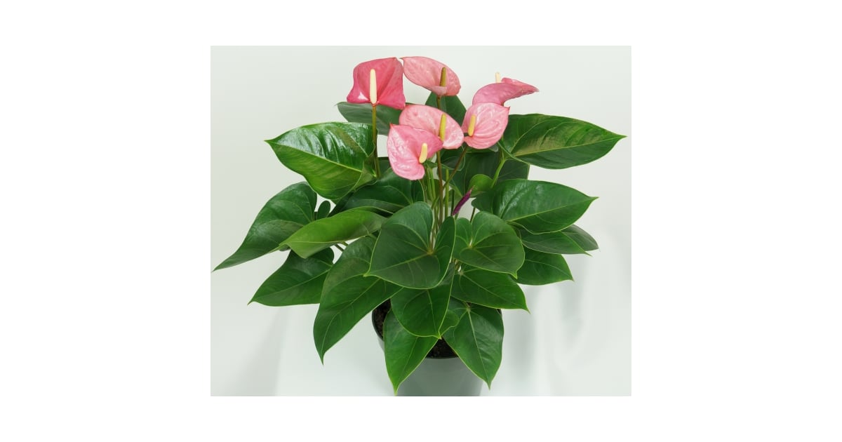 Pink Anthurium Plant | Best Indoor Flower Plants For ...