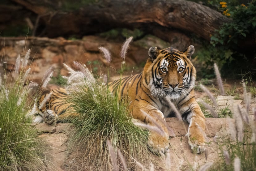 PRETORIA, SOUTH AFRICA - APRIL 02: A general view of the tiger at The National Zoological Gardens of South Africa on Day Seven of National Lockdown on April 02, 2020 in Pretoria, South Africa. According to media reports, President Ramaphosa declared a 21 