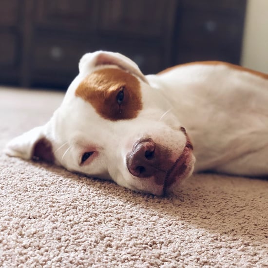 Common Suffocation Risk For Pets