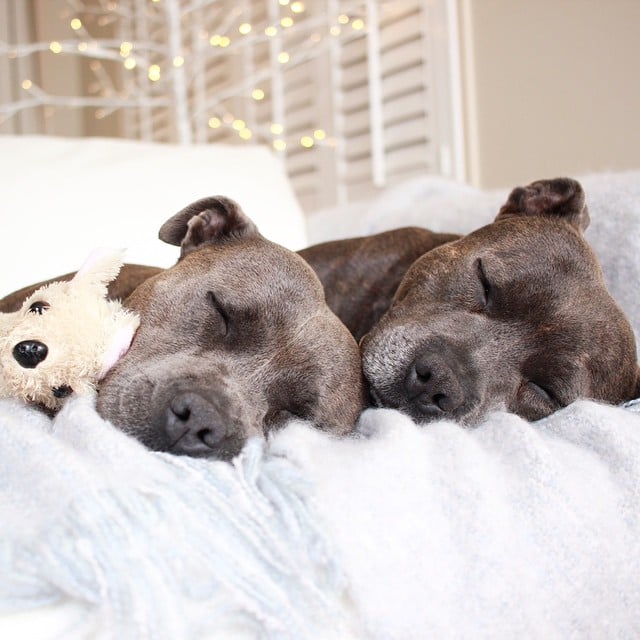 Pit Bulls in Pajamas
