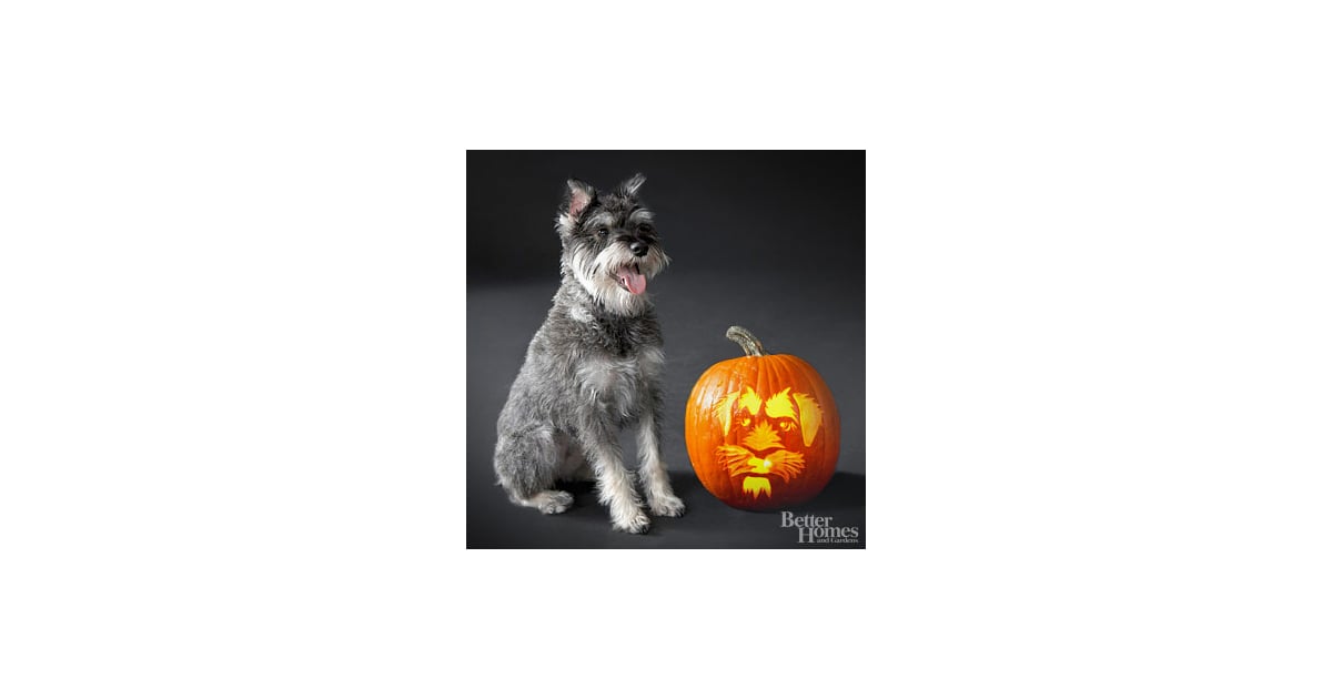 Schnauzer 22 Downloadable Dog Breed Pumpkin Stencils POPSUGAR Pets
