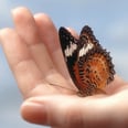 Why the "Butterfly Effect" Should Inspire You – Not Lead to Decision Anxiety