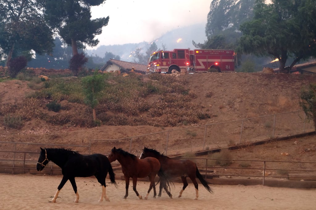 Animals Being Rescued From California Wildfires Nov. 2018