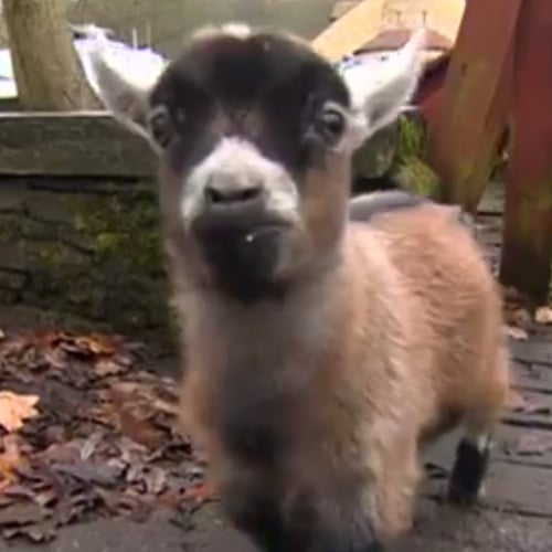 Benjamin the Baby Goat | Video
