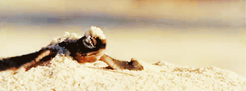 4. Walking on the beach will be the only workout you need.