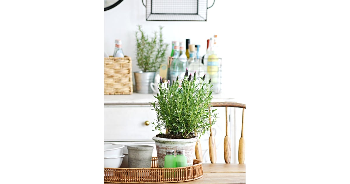 Lavender Plants That Help You Sleep POPSUGAR Home Photo 5