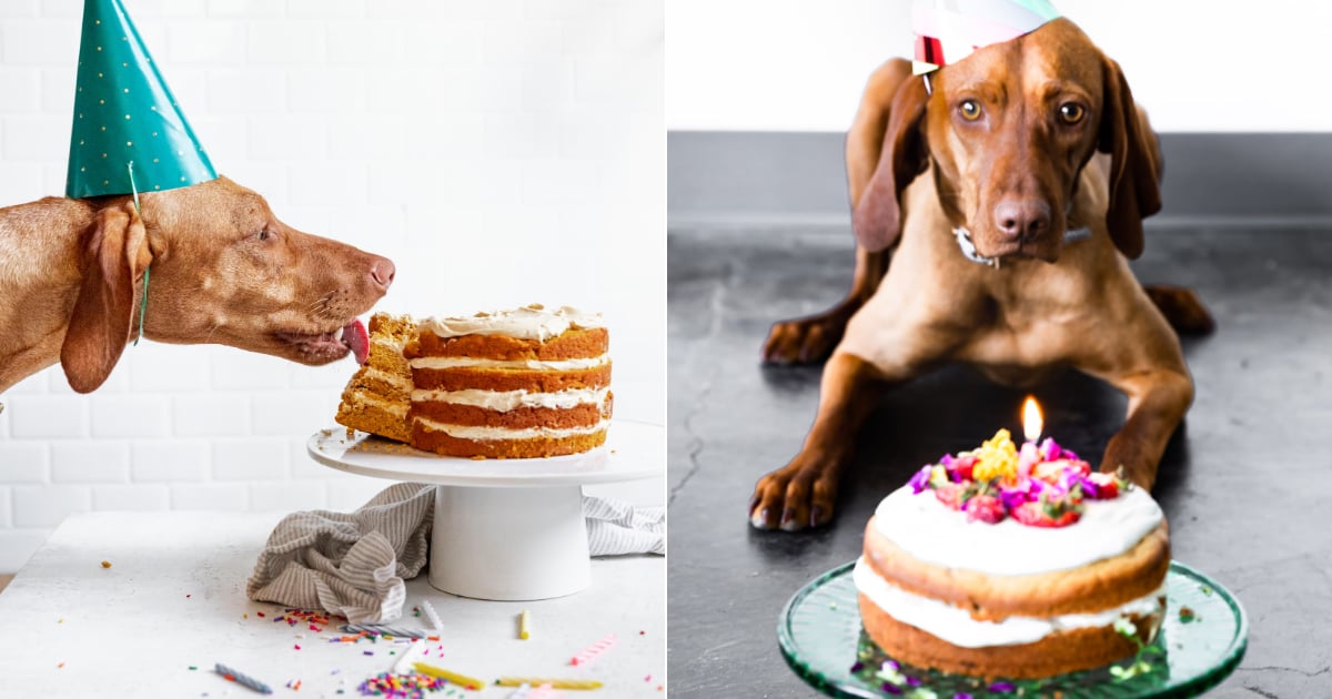 dog birthday cake shop