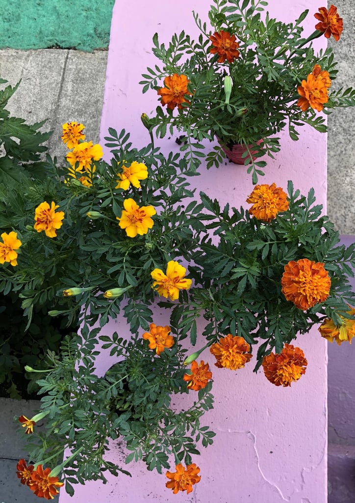 Marigold Plant