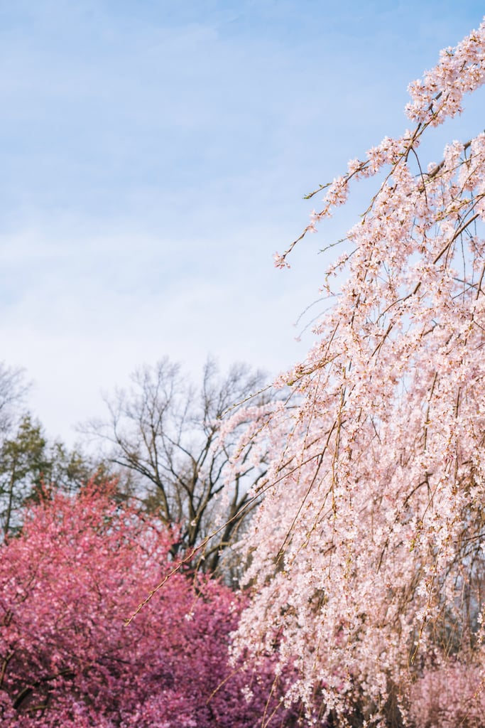 Pretty Photos of Cherry Blossoms