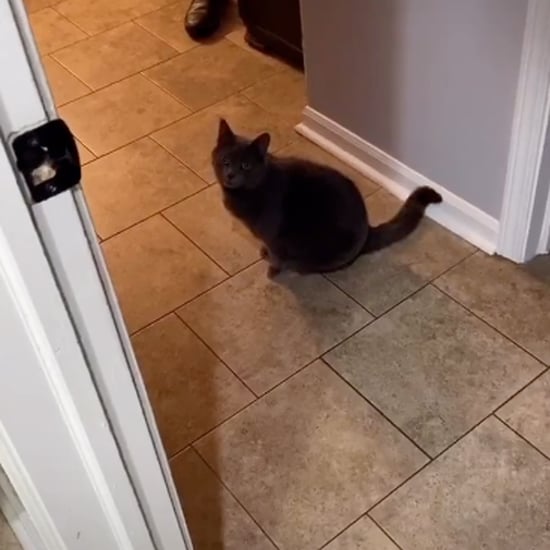 TikTok Video of a Cat Saying "Are You Coming?"
