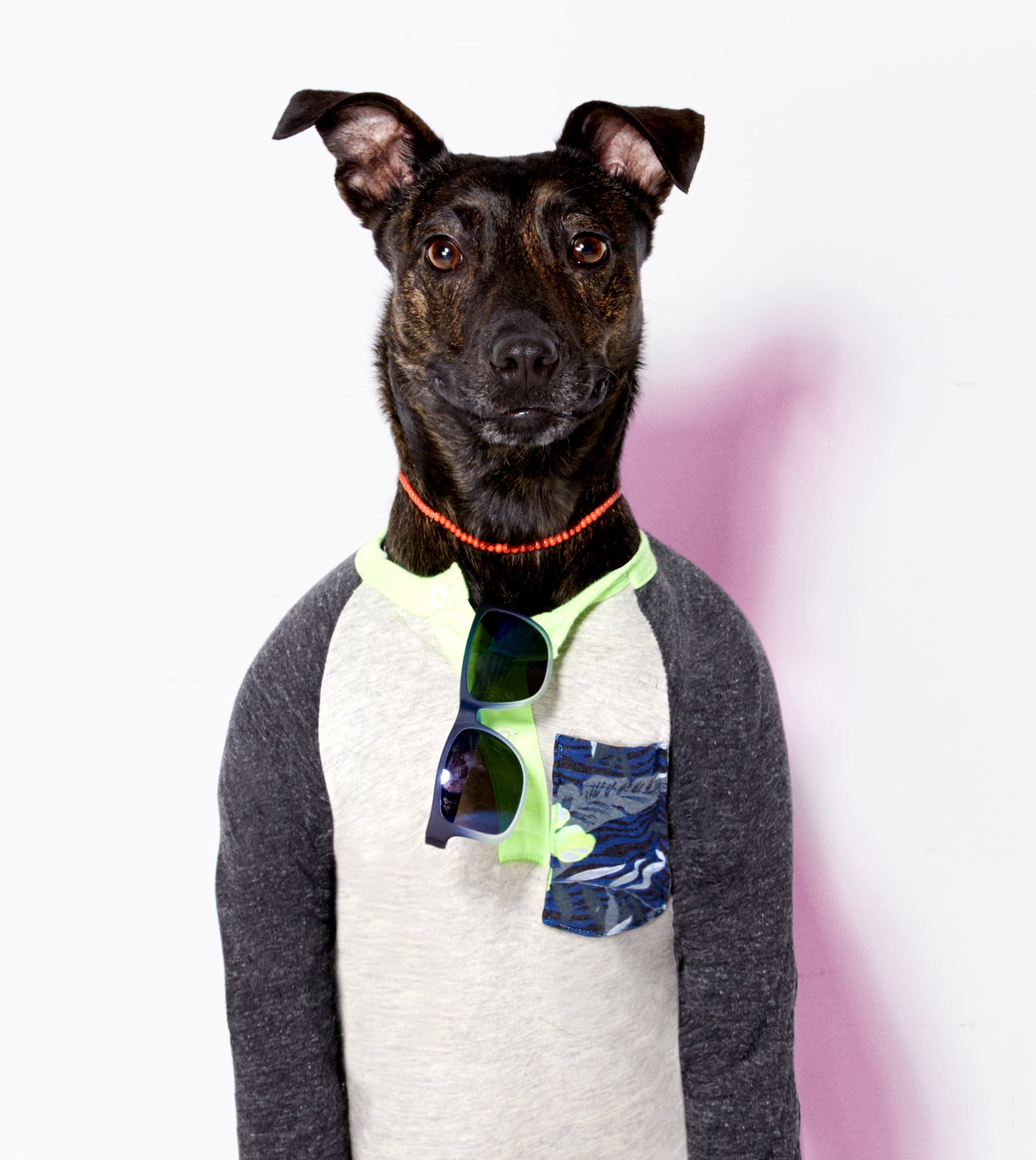 American Eagle Dog Clothes Line POPSUGAR Fashion