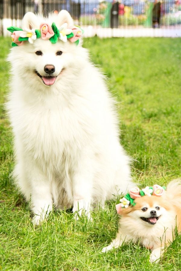 Bark Festival Flower Crown Dog Toy