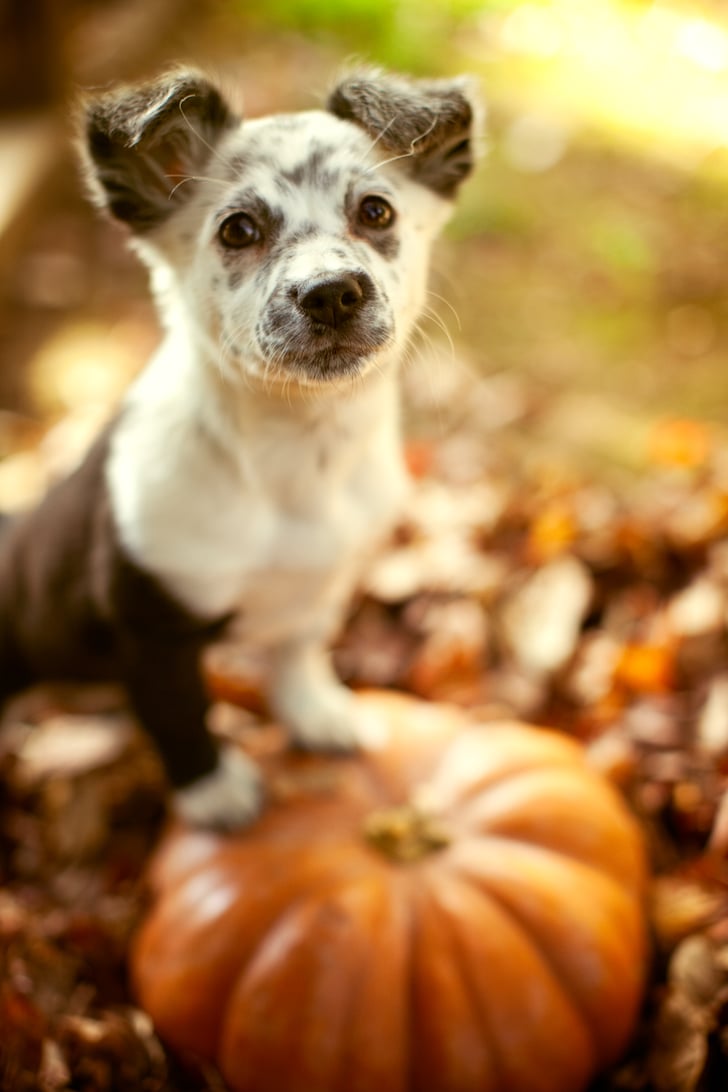 Cute Photos of Dogs in the Fall | POPSUGAR Pets Photo 41