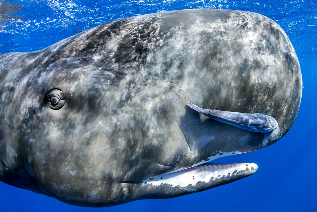 Blue and sperm whale