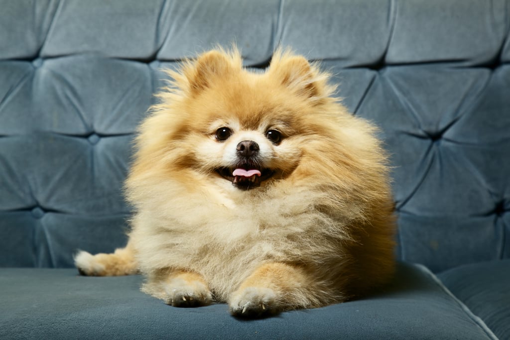 Cute Pomeranian Pictures