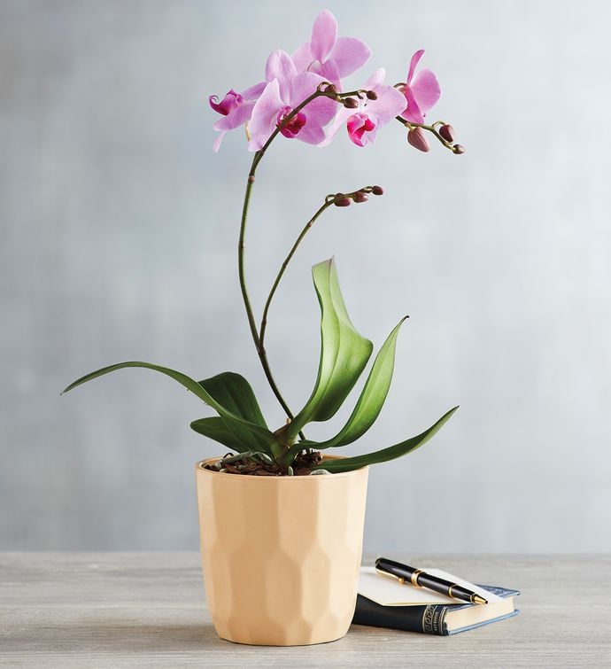 Phalaenopsis Orchid Plant Best PetFriendly Houseplants POPSUGAR
