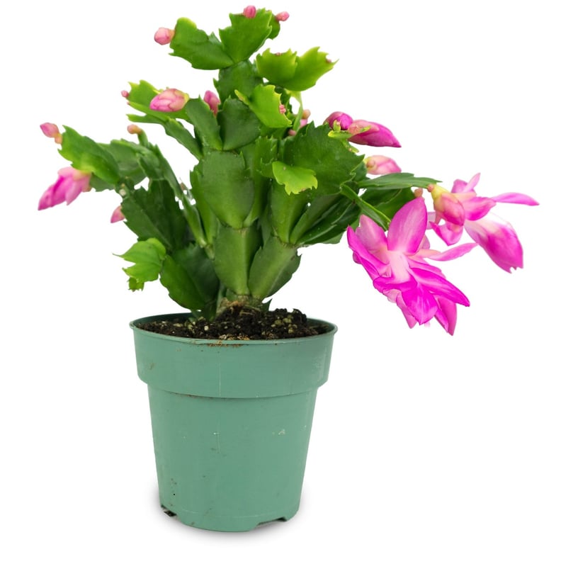 Christmas Cactus