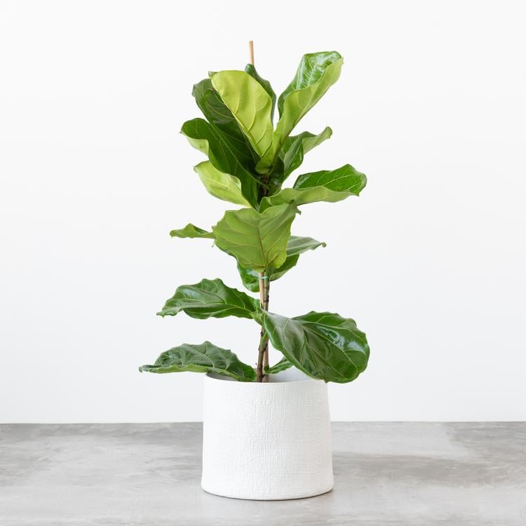 Live Fiddle Leaf Fig Tree Joanna Gaines's Magnolia Store Has Live