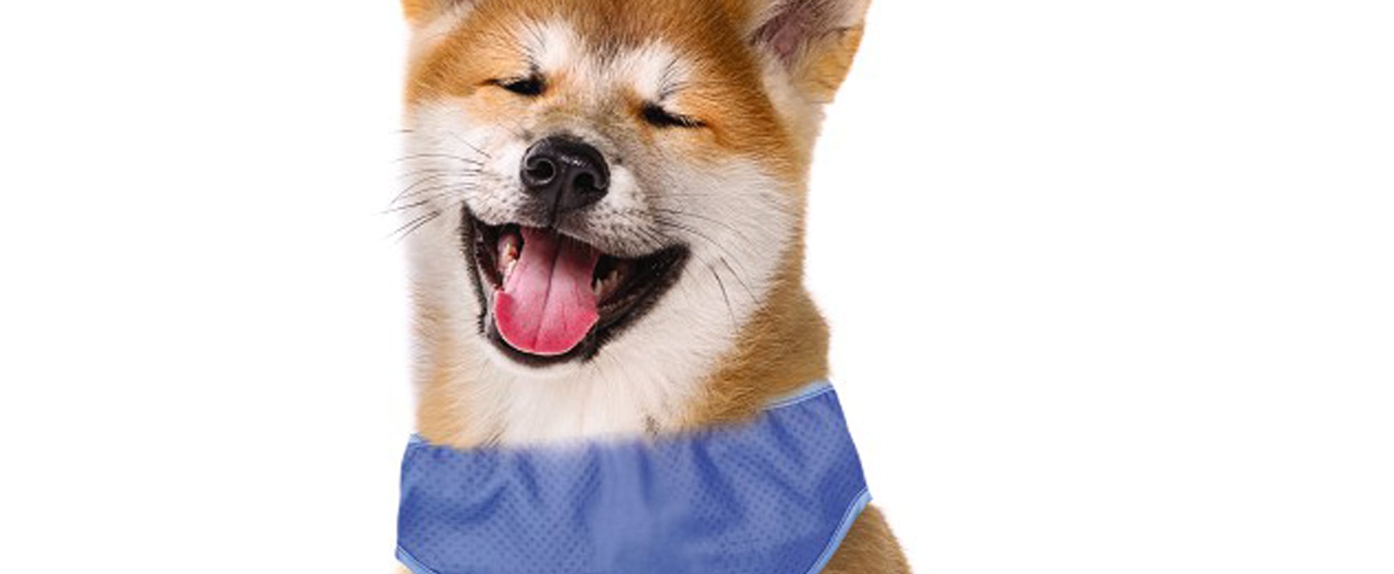 dog cooling mat aldi