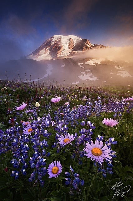 Mount Rainier National Park, WA