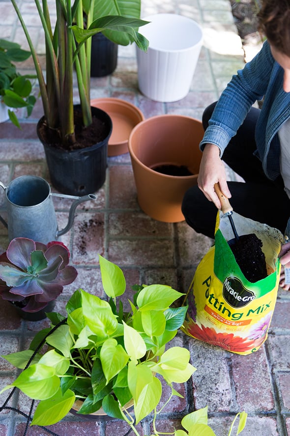 Pothos The Best Houseplants For Low Light POPSUGAR Home Photo 8