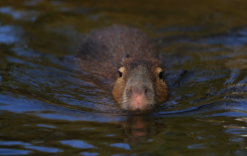 What's the Animal in Blackpink's "Ice Cream" Video? Capybara POPSUGAR Entertainment UK