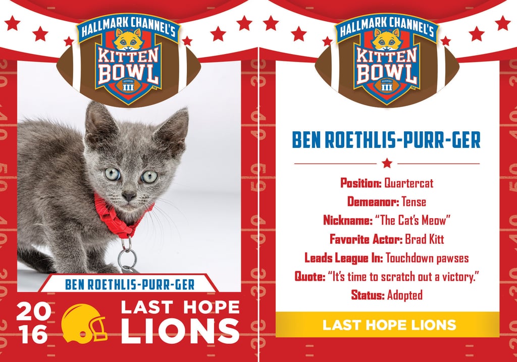 Kitten Bowl 2016