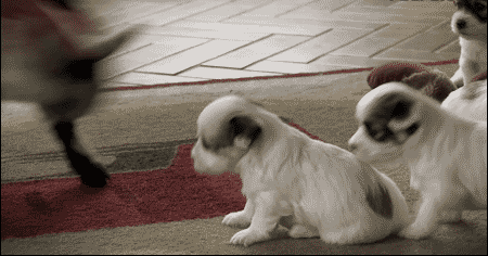 Cute Dog GIFs  POPSUGAR Pets
