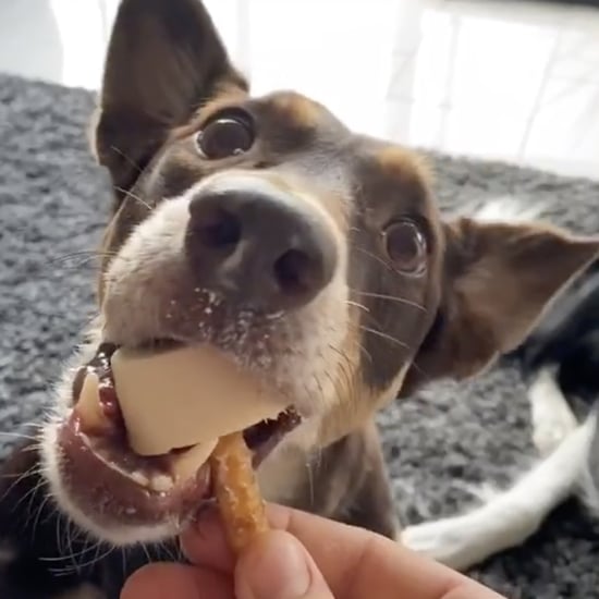 Easy Dog-Friendly Ice Cream Recipe | TikTok Video