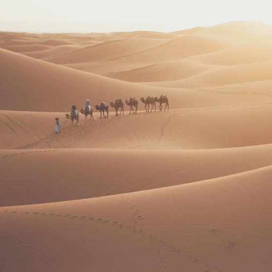 Fastest Camel in The Gulf Competition