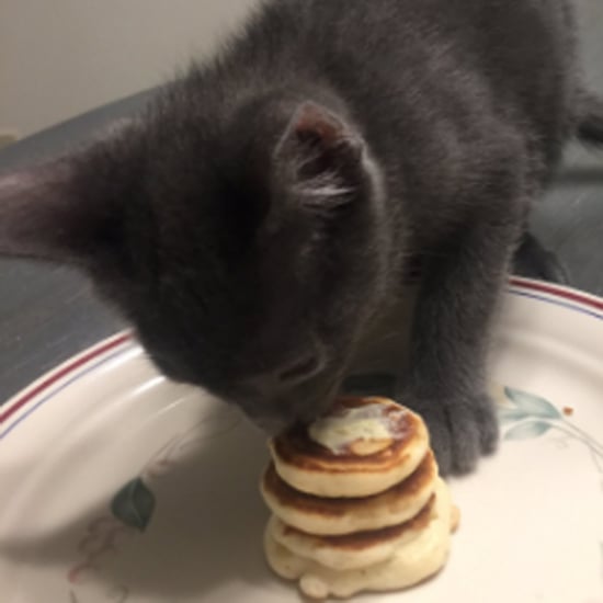 Dad Makes Tiny Pancakes for Kitten