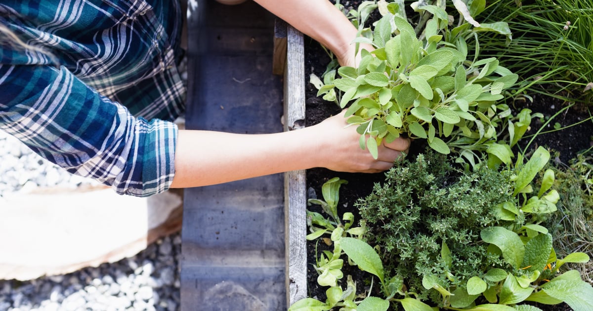 Where to Buy Edible Garden Plants Online POPSUGAR Home