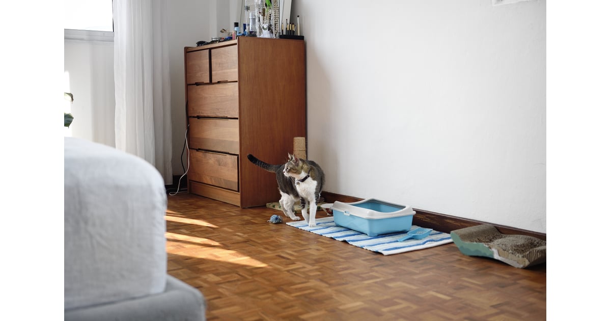 Place Your Litter Boxes Strategically How to Control Litter Box Odour