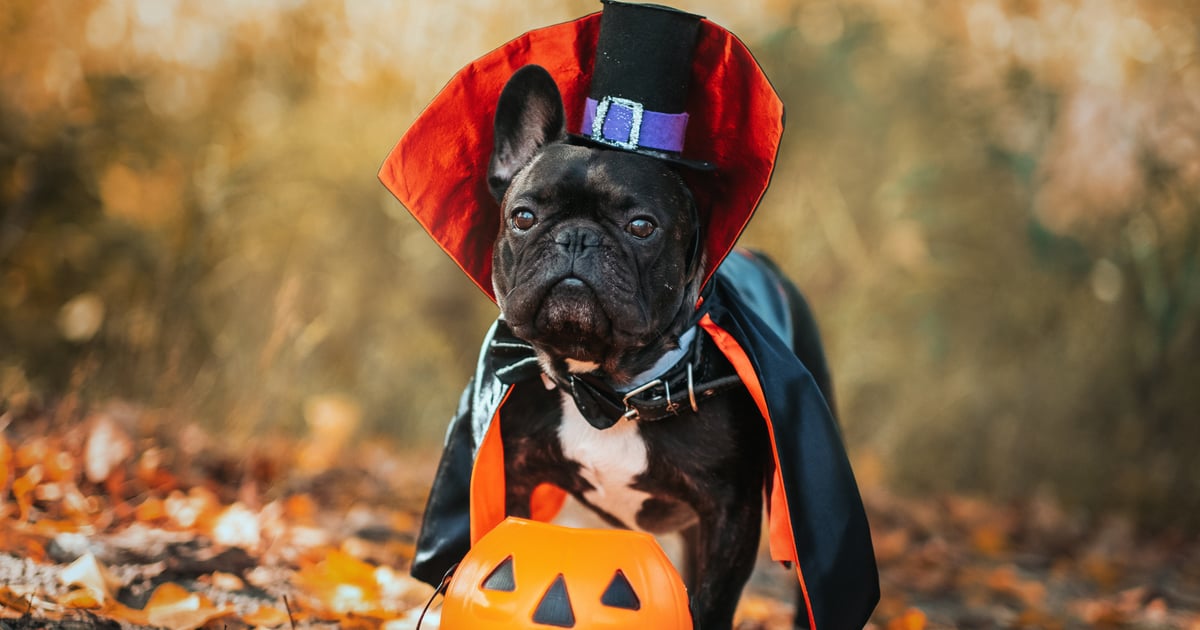 Shop Petco’s Best Halloween Costumes For Dogs and Cats 2023 WebTimes