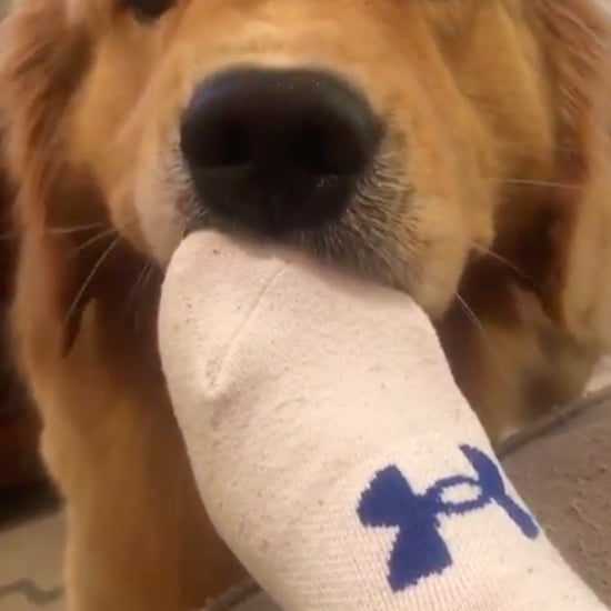 Video of Golden Retriever Stealing a Sock Off a Person