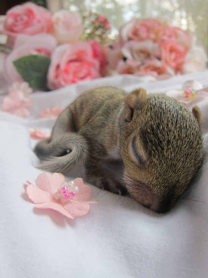 Newborn Squirrel Photo Shoot POPSUGAR Family Photo 8
