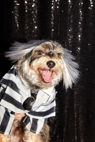 Beetlejuice Dog Halloween Costume