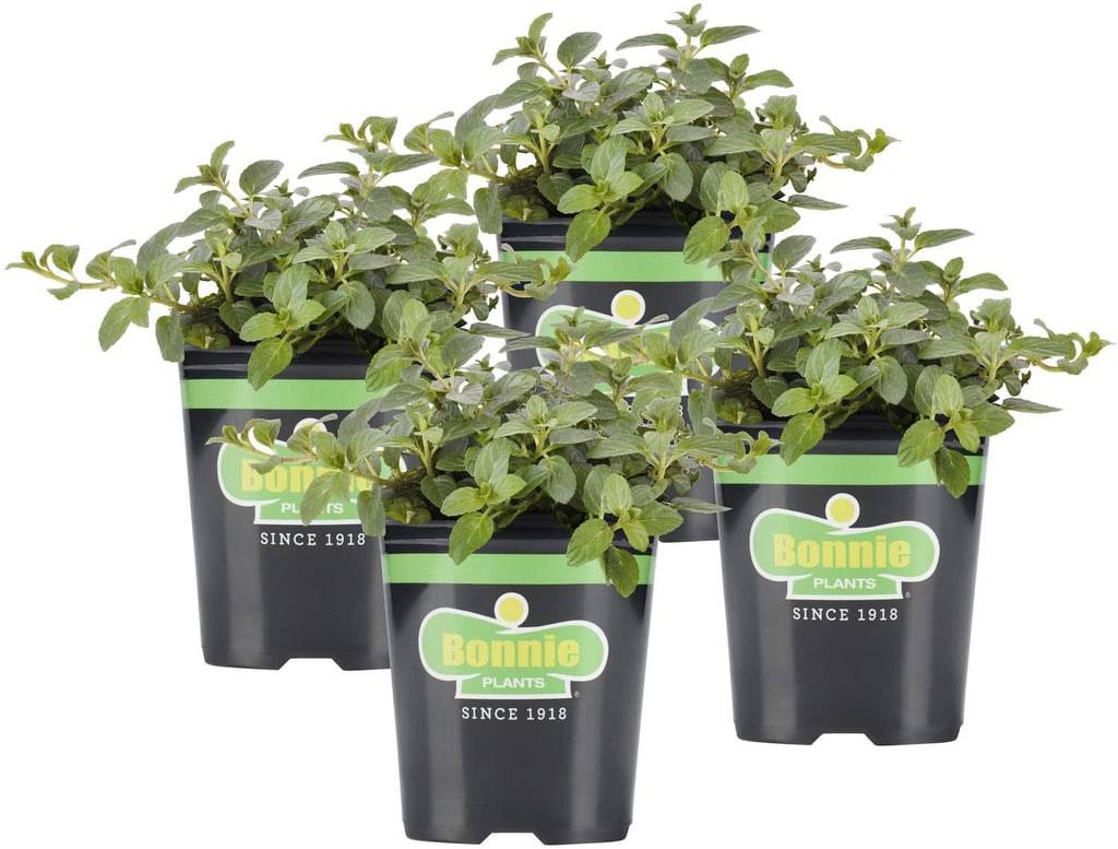 Bonnie Plants Live Peppermint Plant (4-Pack)