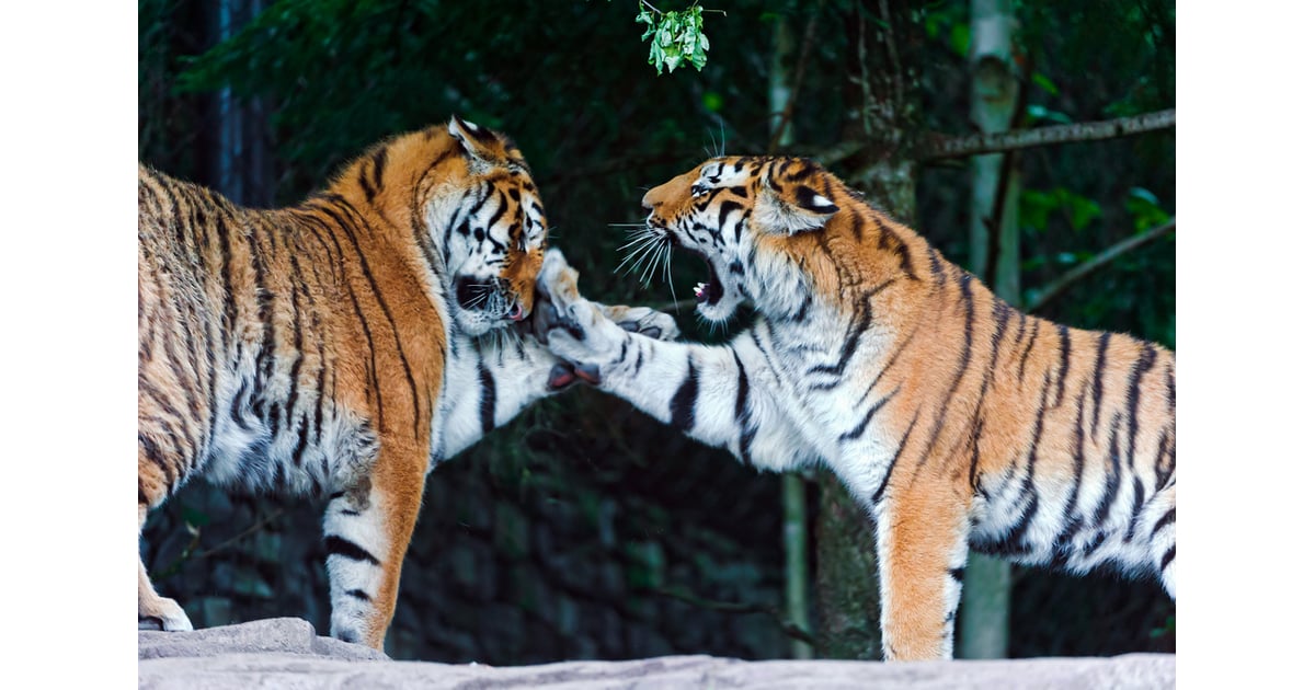 tiger parenting book