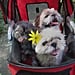 Why You Shouldn't Put Your Dog in a Stroller