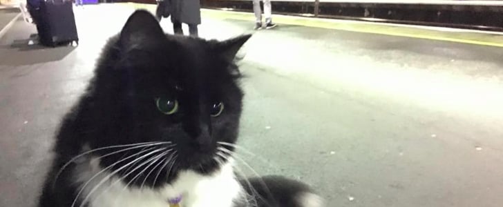 Train Station Cat