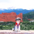 Tinkerbelle the Dog Visits Colorado and Makes Mountain Life Look Fashionable