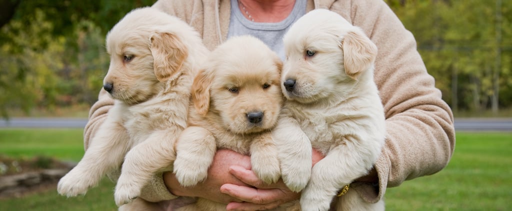 Things to Know Before Getting a Golden Retriever
