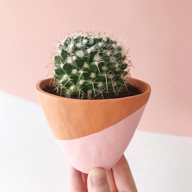 Blooming Lucy Cactus and Handmade Terracotta Ceramic Plant